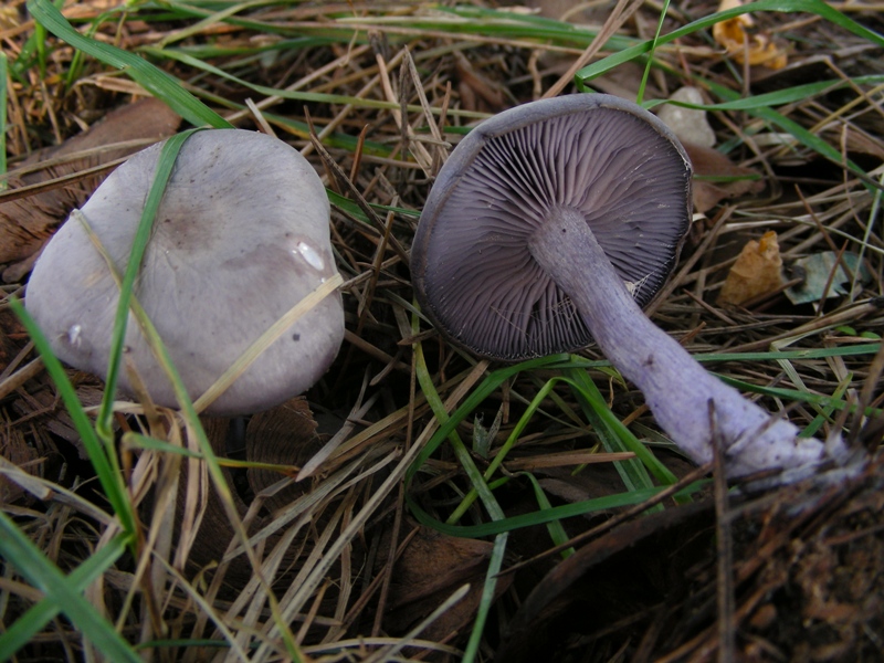 Escursione in bosco misto collinare